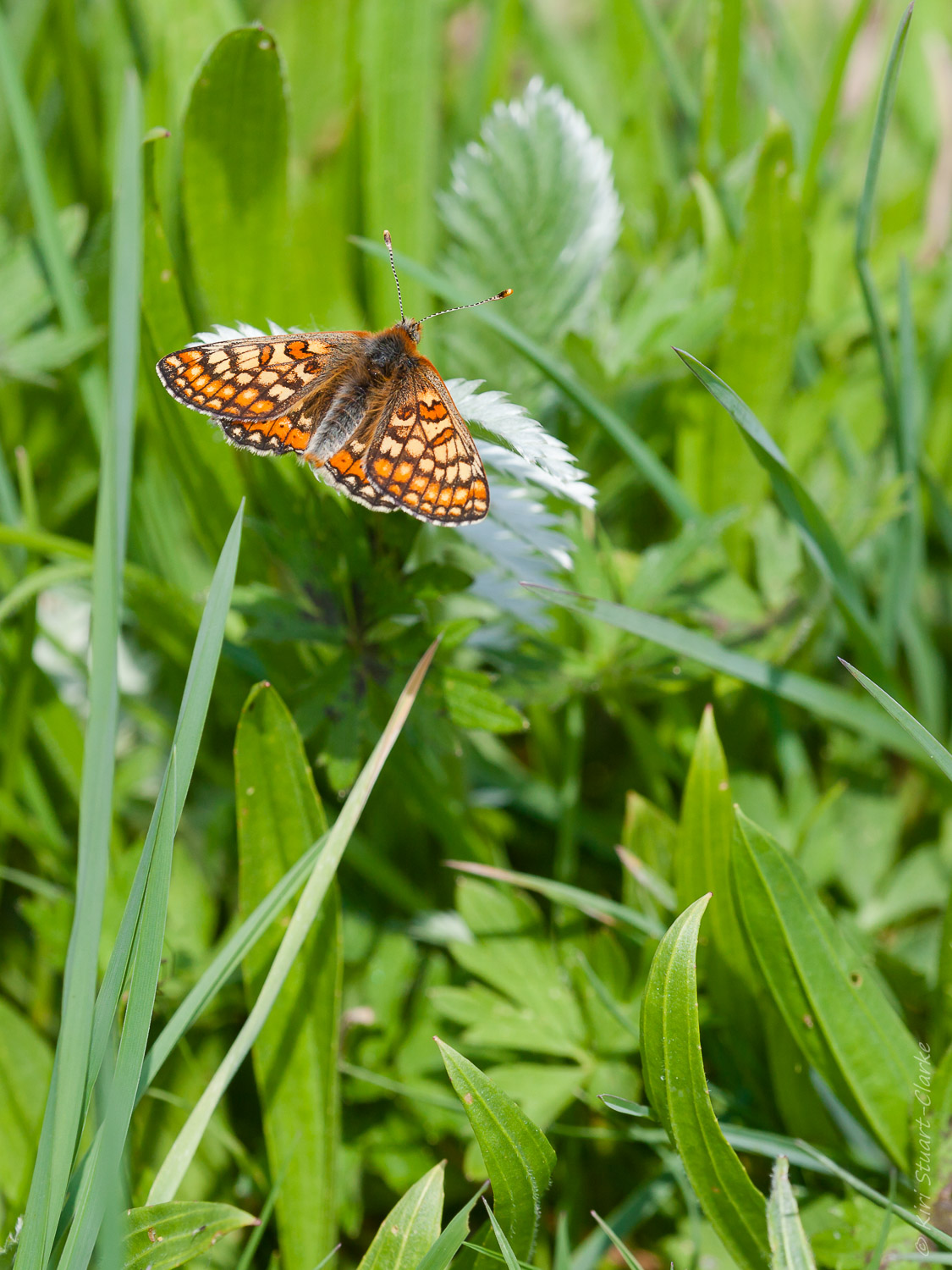 Marsh Fritillary Butterfly