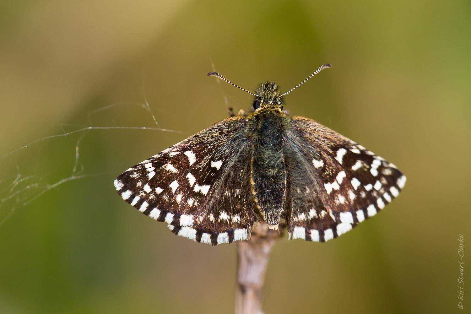 Grizzled skipper and cobweb