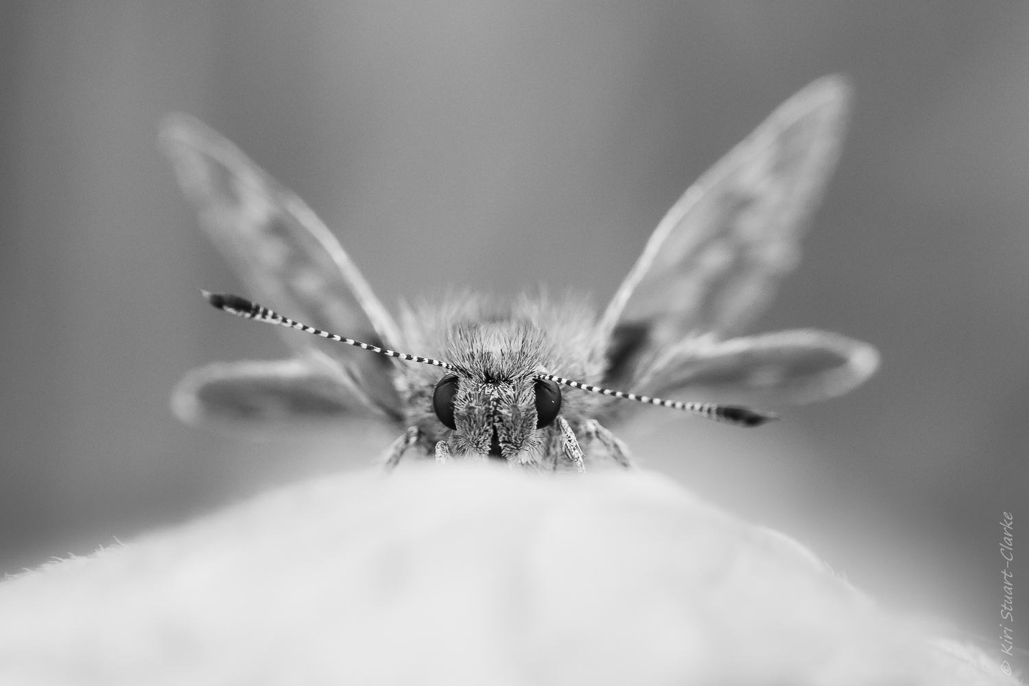 Large Skipper Butterfly