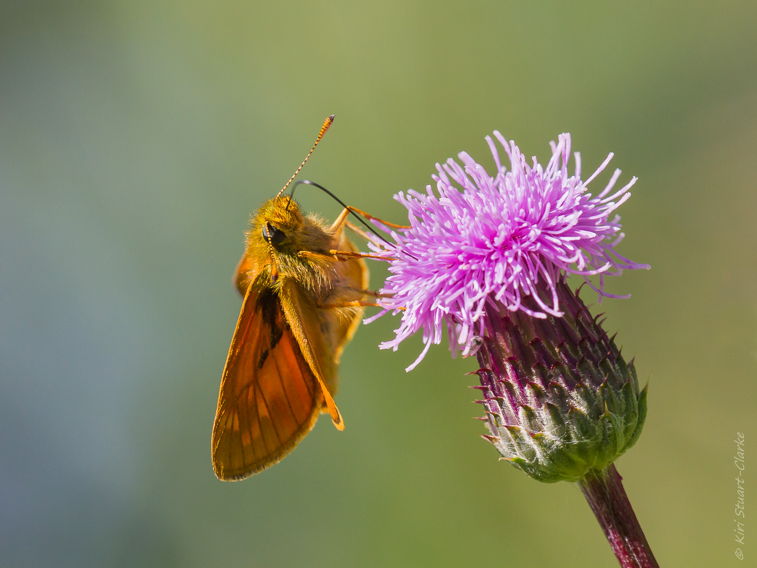 Hesperidae Butterflies - Large Skipper