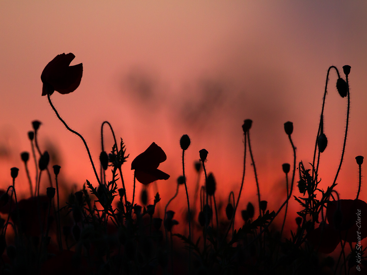 Poppies at Sunset