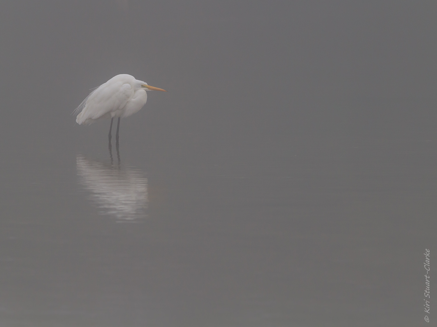  Great egret in the mist 