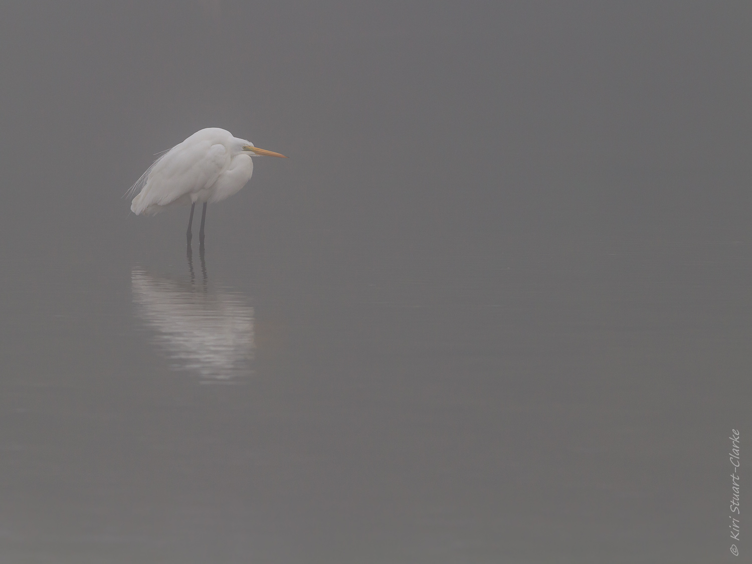 Great egret in the mist