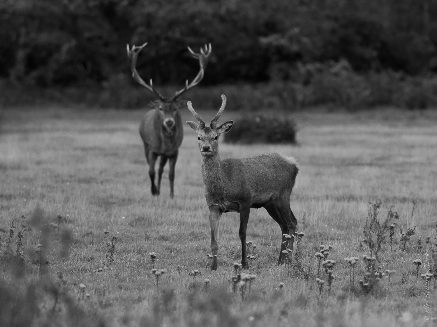Stag and young buck