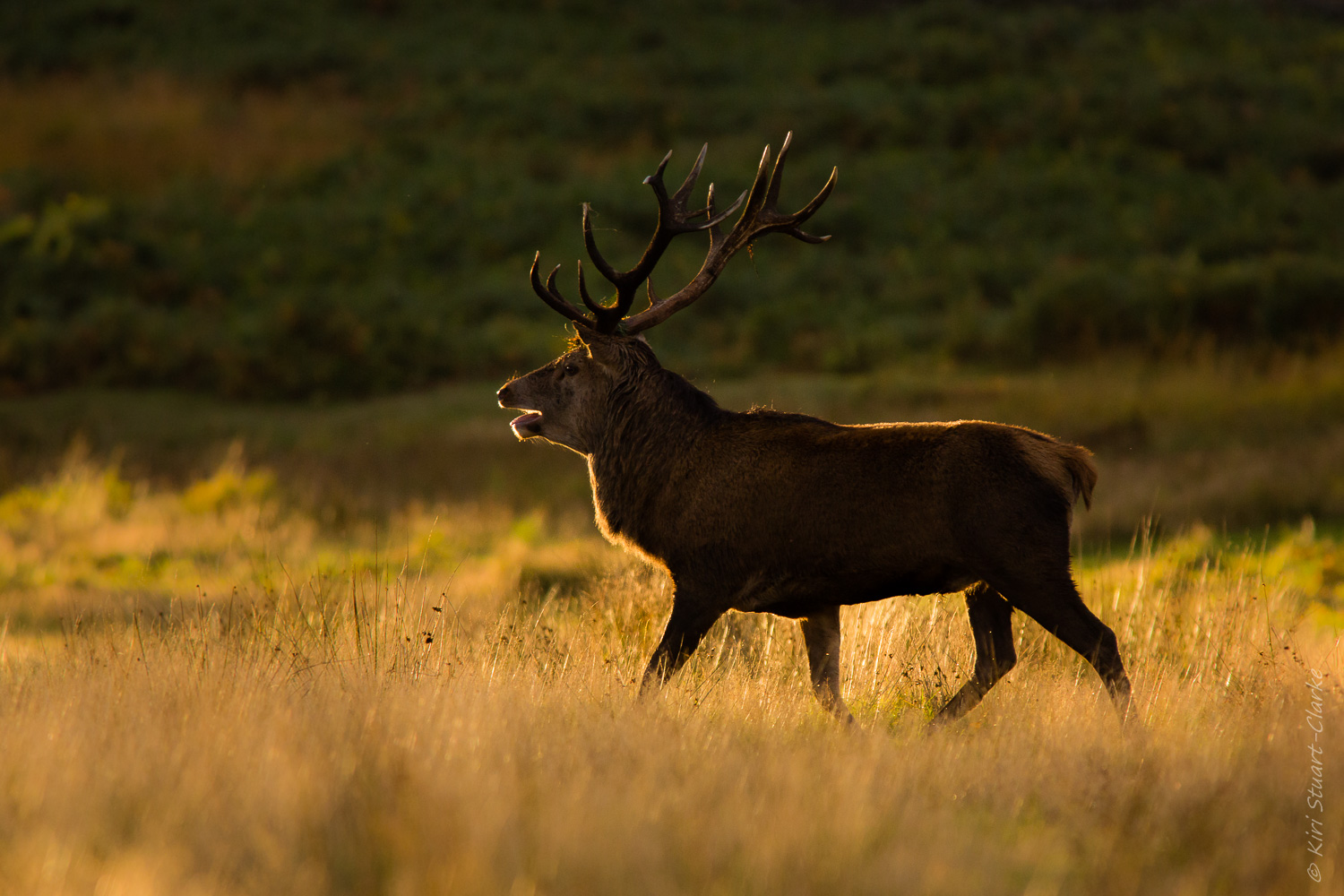 Red_Deer-5369.jpg