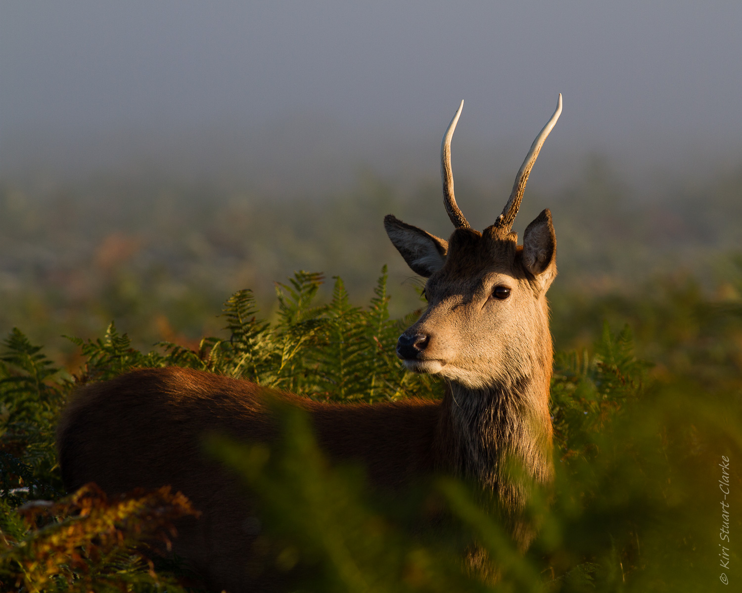 Startled Buck