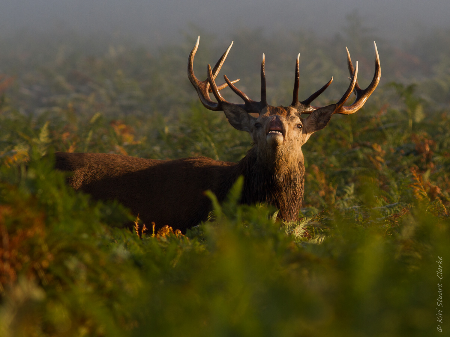 Stag Bearing Teeth