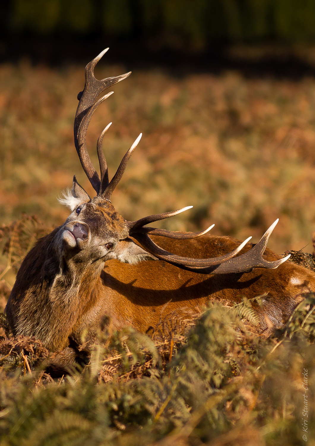 Red Deer Scratching