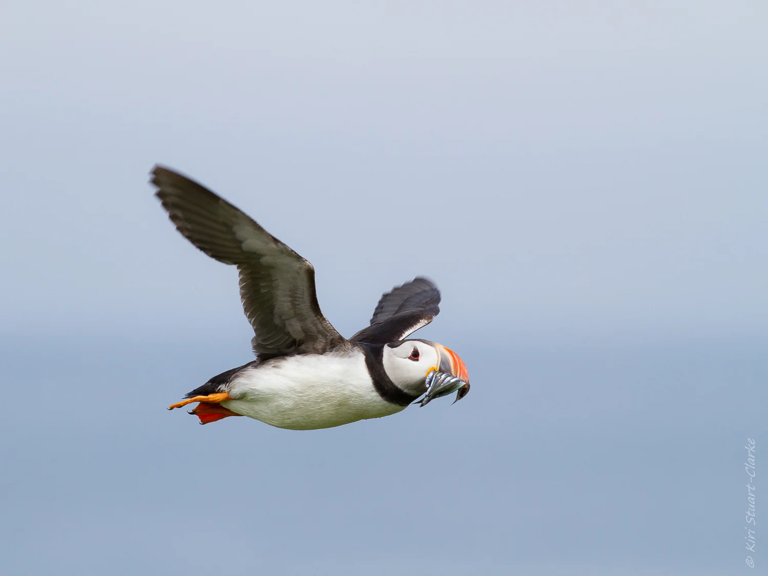 Puffin - The Farne Isles