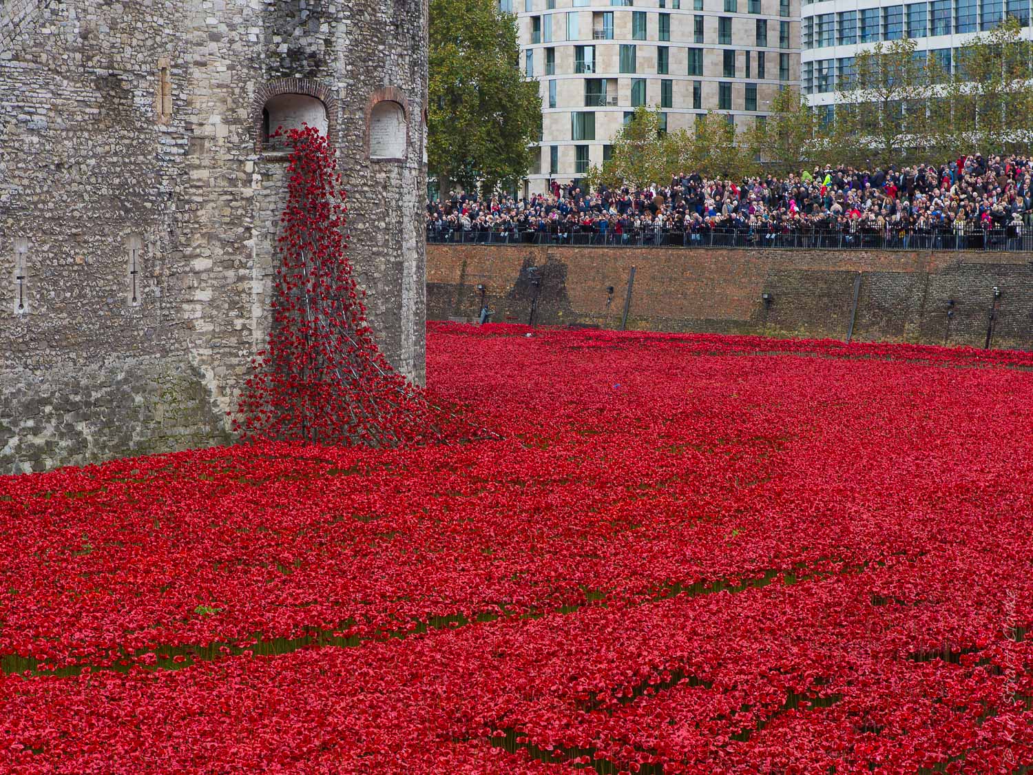 Sea of poppies