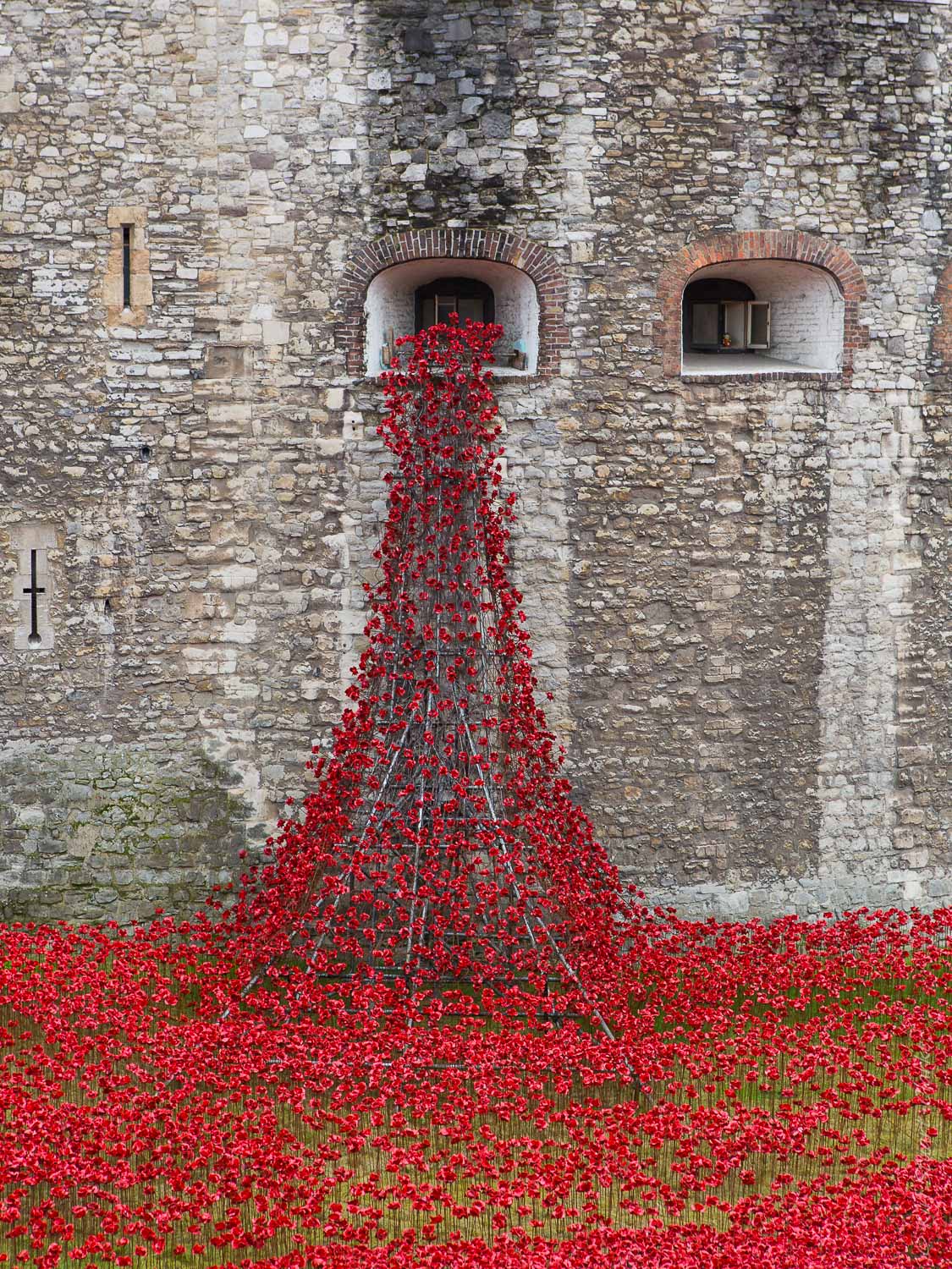 Poppies in the window