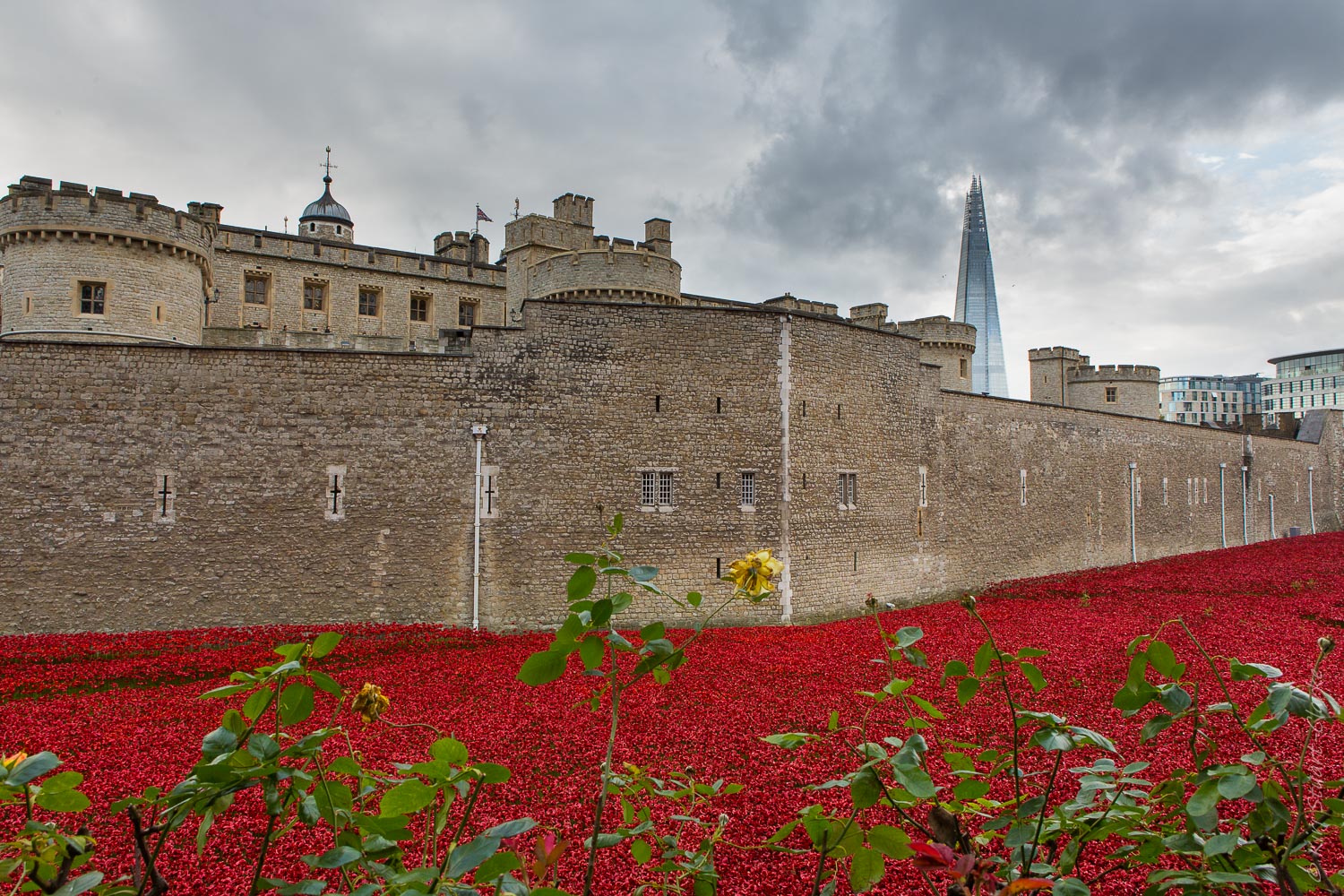 Shard, rose and sea of poppies