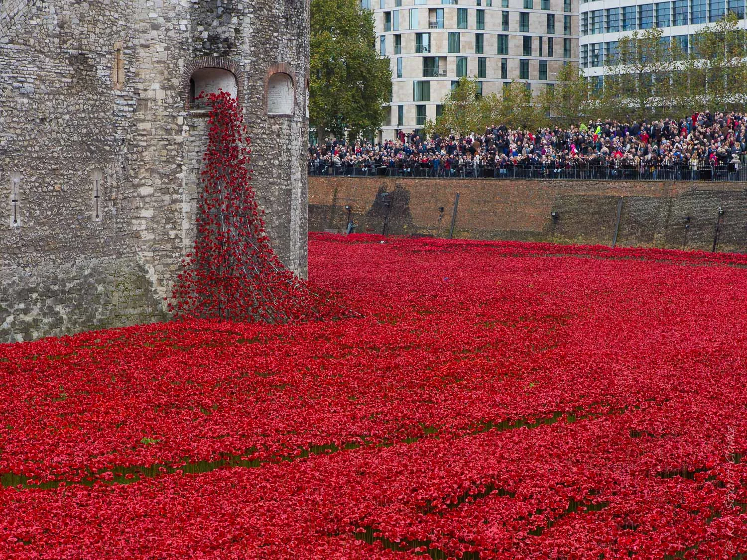 Cascade of poppies.jpg