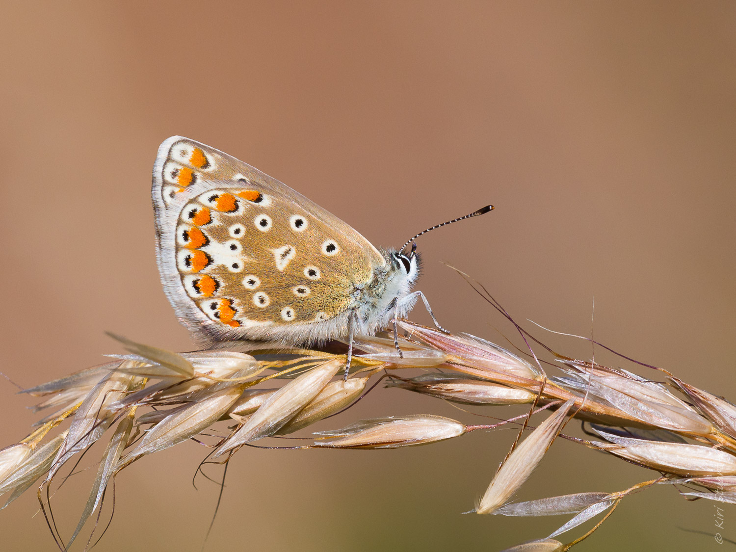 Lycaenidae Butterflies - Common Blue Female