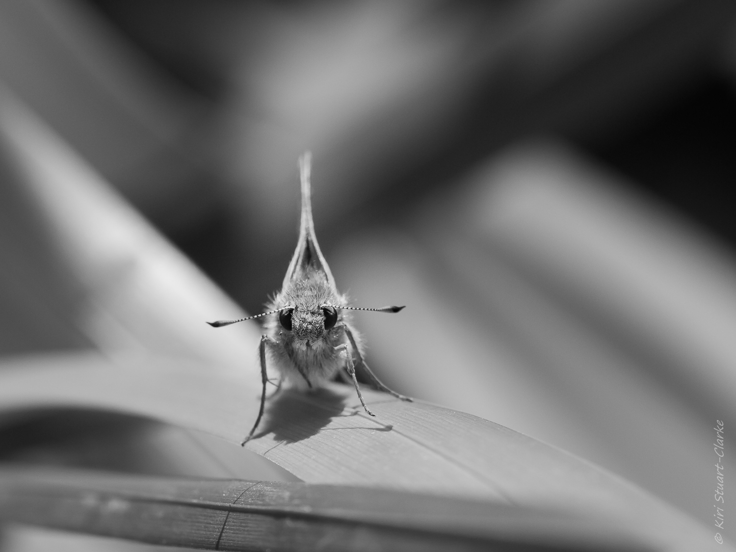 Large Skipper Butterfly