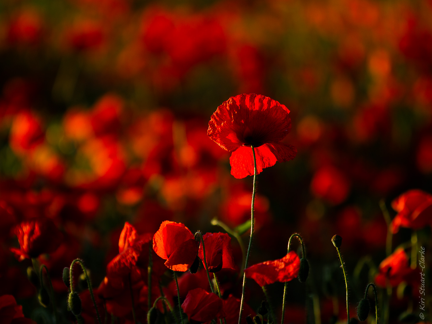 Common poppy