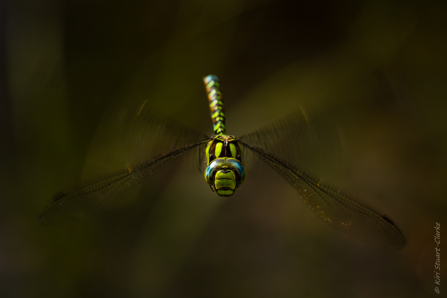 Southern Hawker Dragonfly