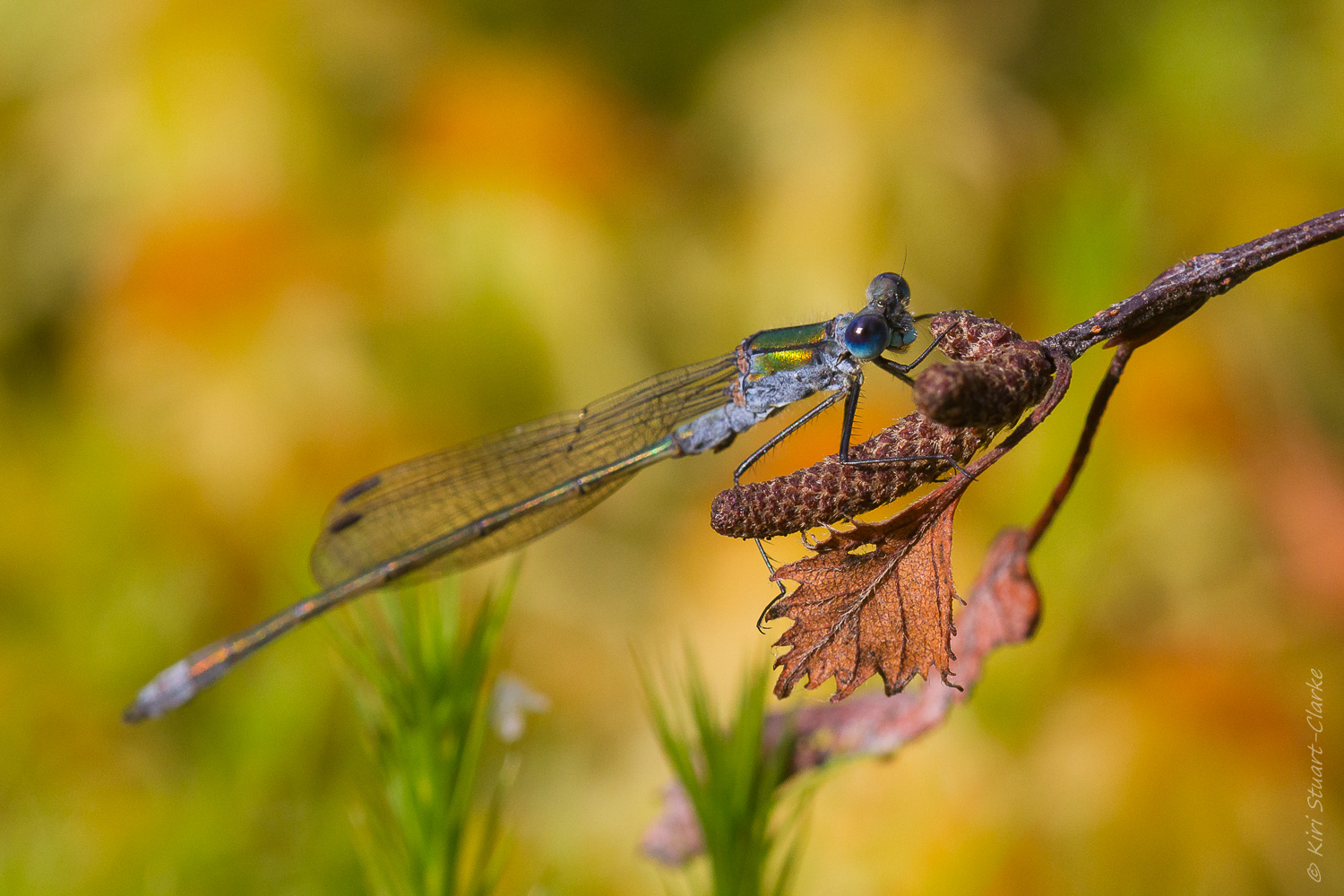 Emerald Damselfly (Male)
