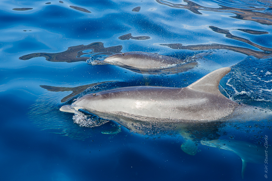 Bottlenose dolphin