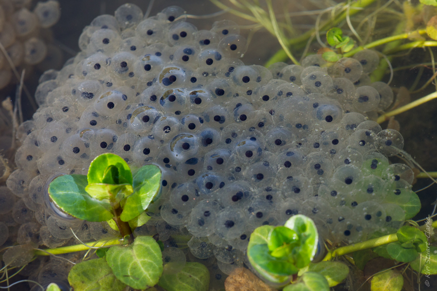 Frog spawn