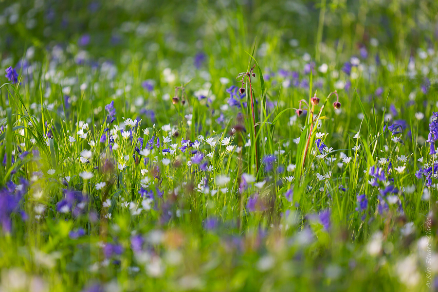 Stitchwort in dappled light