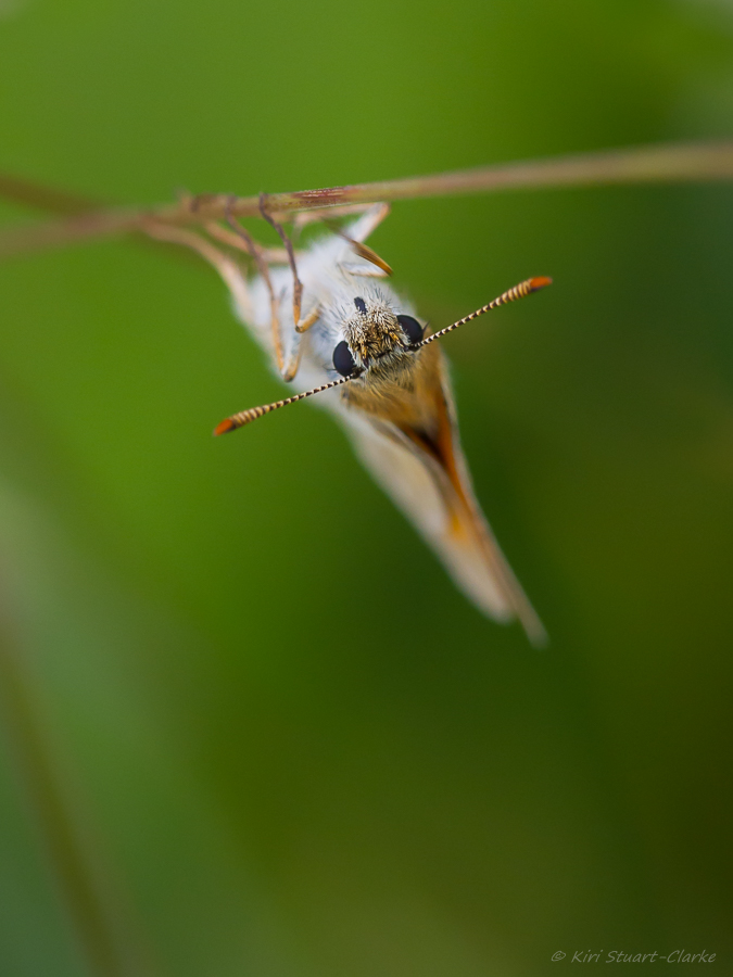 Small Skipper has orange-brown antennae underside tips