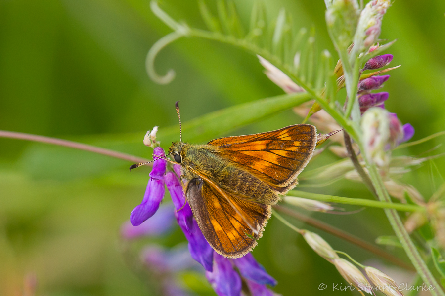 Large Skipper's large size and contrasting chequered marking makes it the easiest of the three most common skipper butterflies to identify