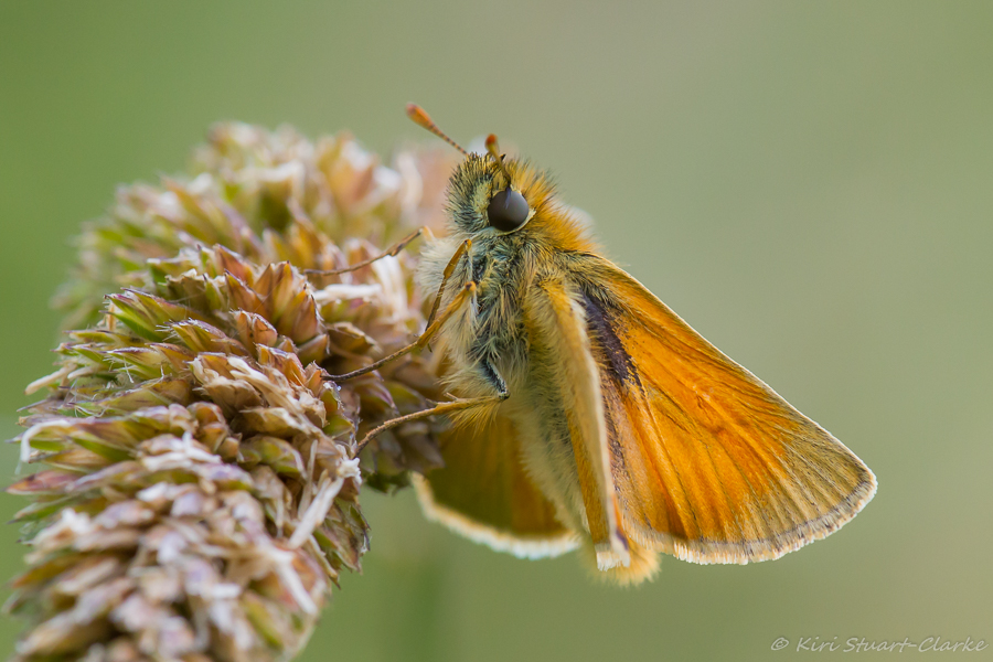 Small Skipper has plain wings when viewed side on