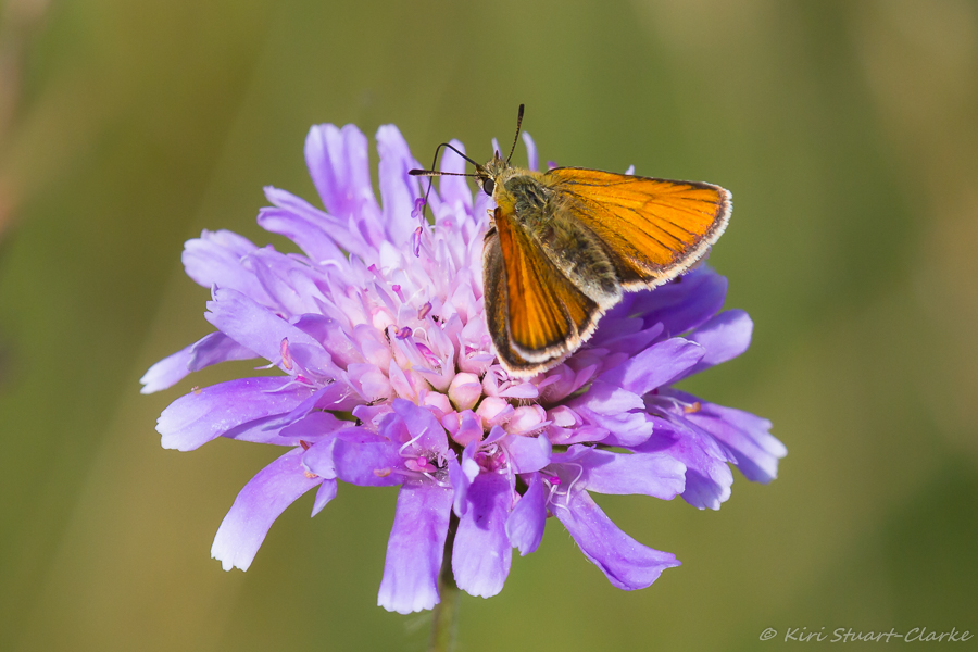 Essex skipper female, sometimes the dark borders radiate along the veins