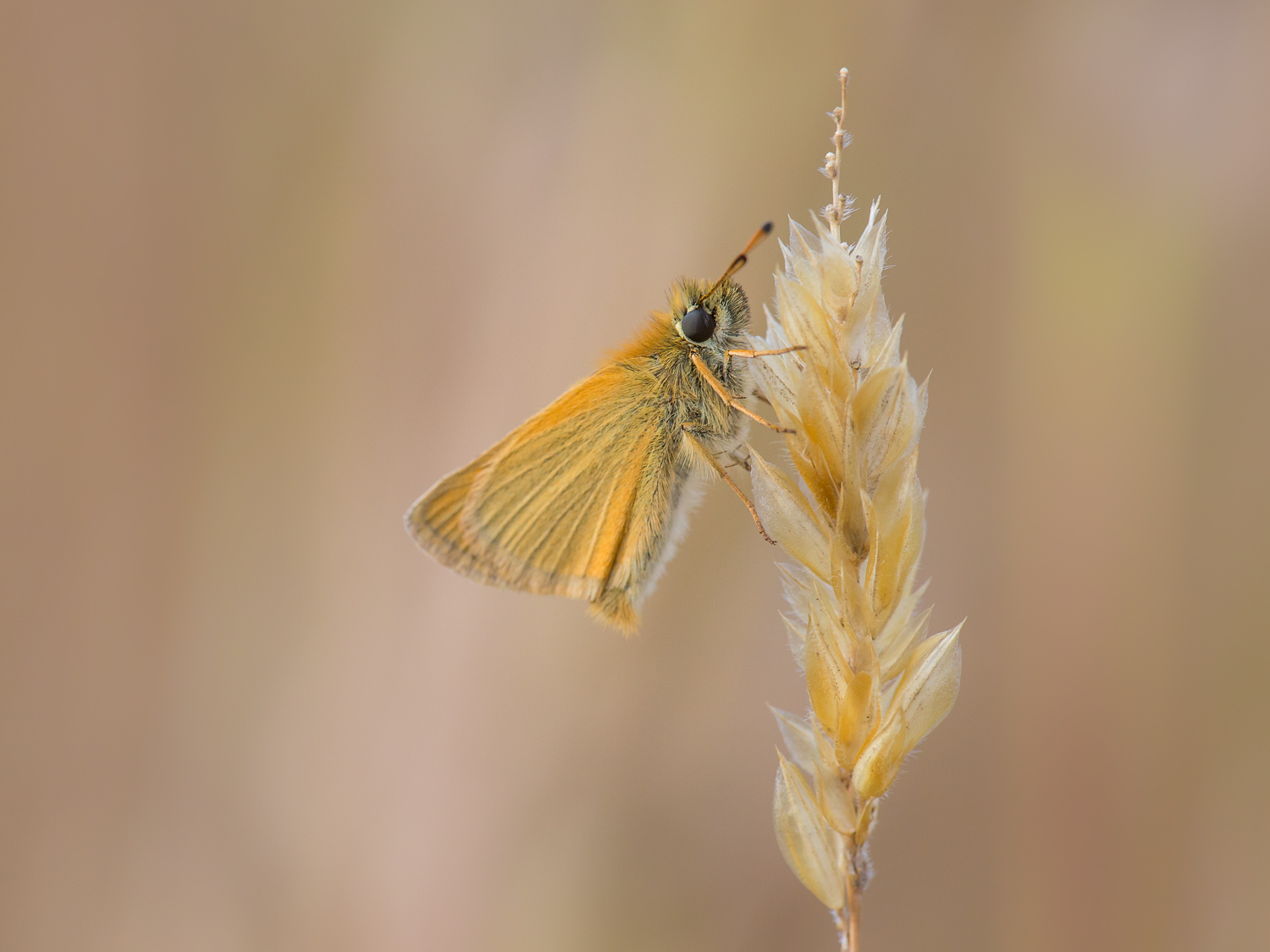 Essex Skipper Butterfly