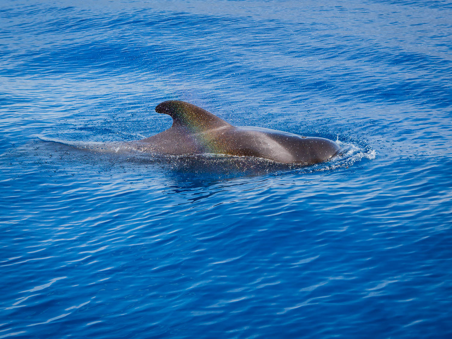 The Rainbow and the Pilot Whale