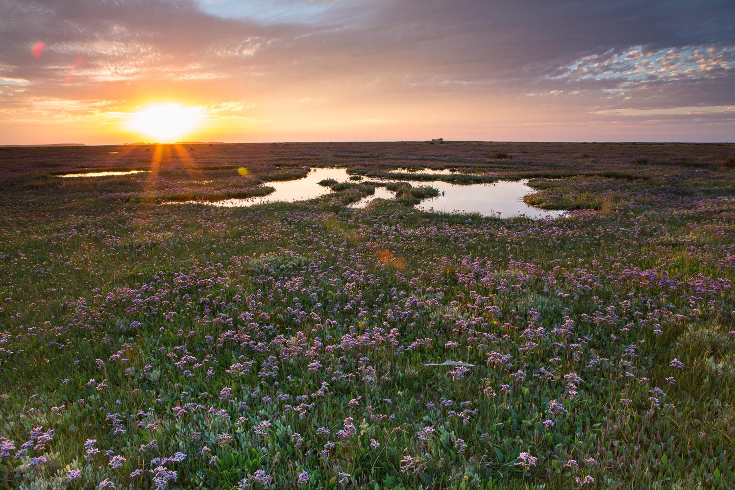 Sunset Sea Lavender