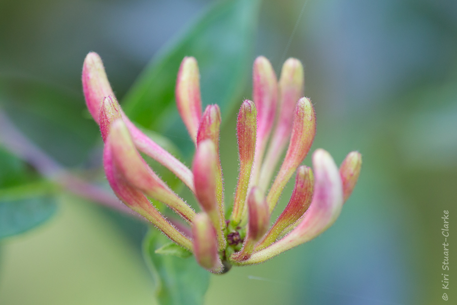 Honeysuckle blossom