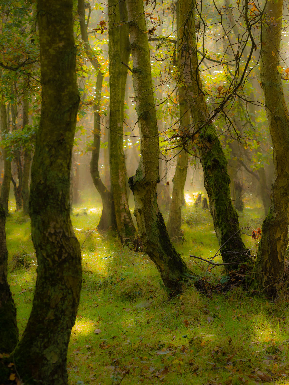 Hazy Woodland in Autumn