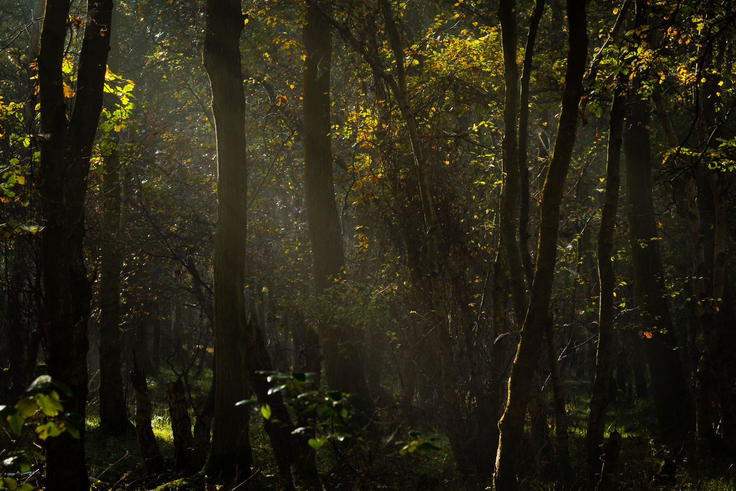 Autumn light