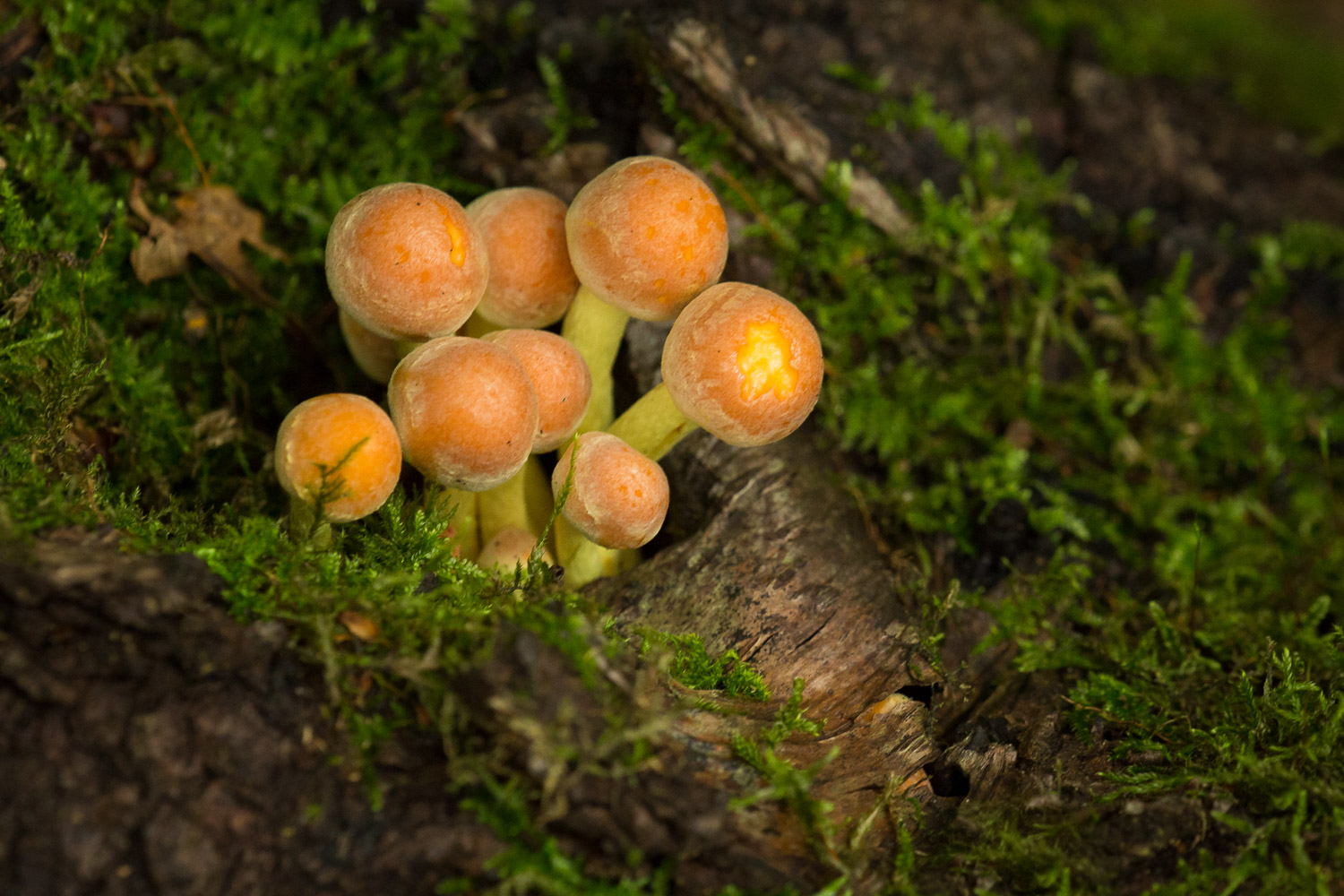 Autumn Fungi