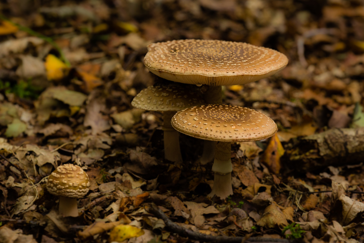 Toadstool fungi