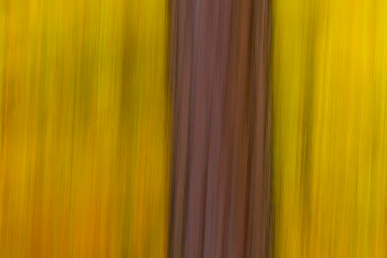 Birch tree in fall colours