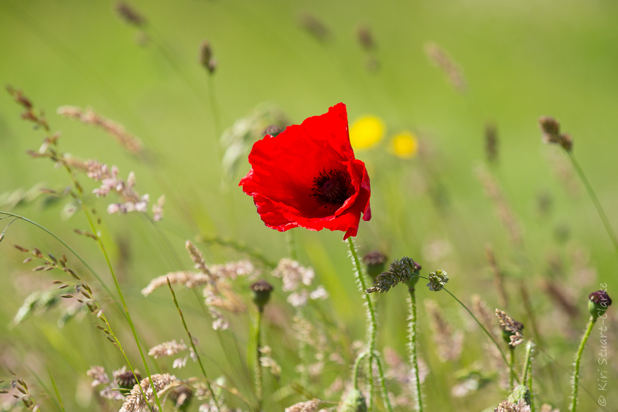 Common red poppy flower in meadow