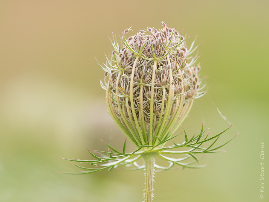 Wild carrot flower bud