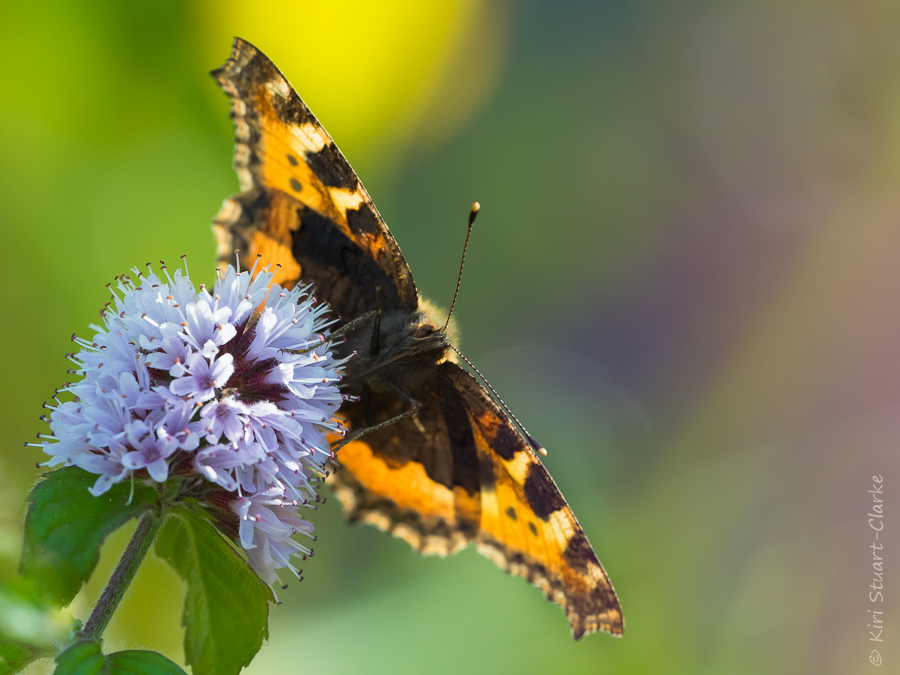 Small tortoiseshell nectaring on water mint flower head