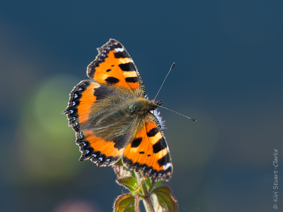 Small tortoiseshell nectaring by pond-4x3