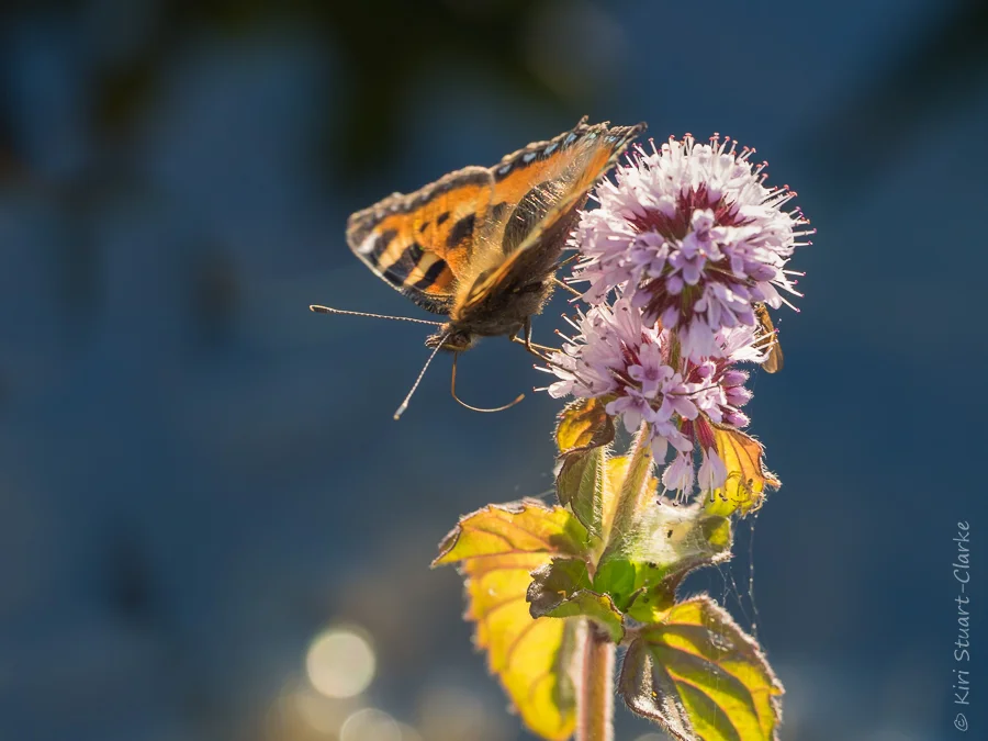 Small tortoiseshell nectarting on water mint flower by pond