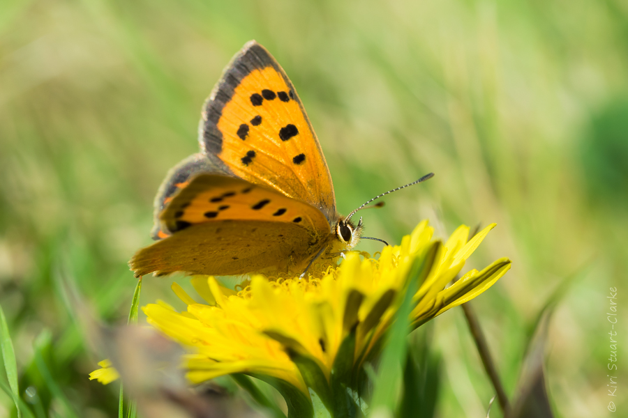 Small copper with golden glinting wing