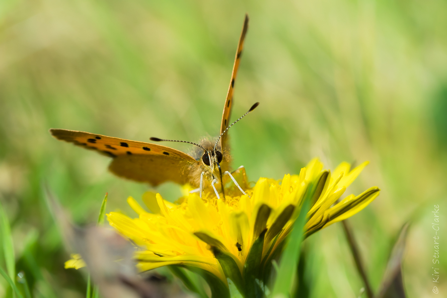 Small copper butterfly nectaring on cat's ear