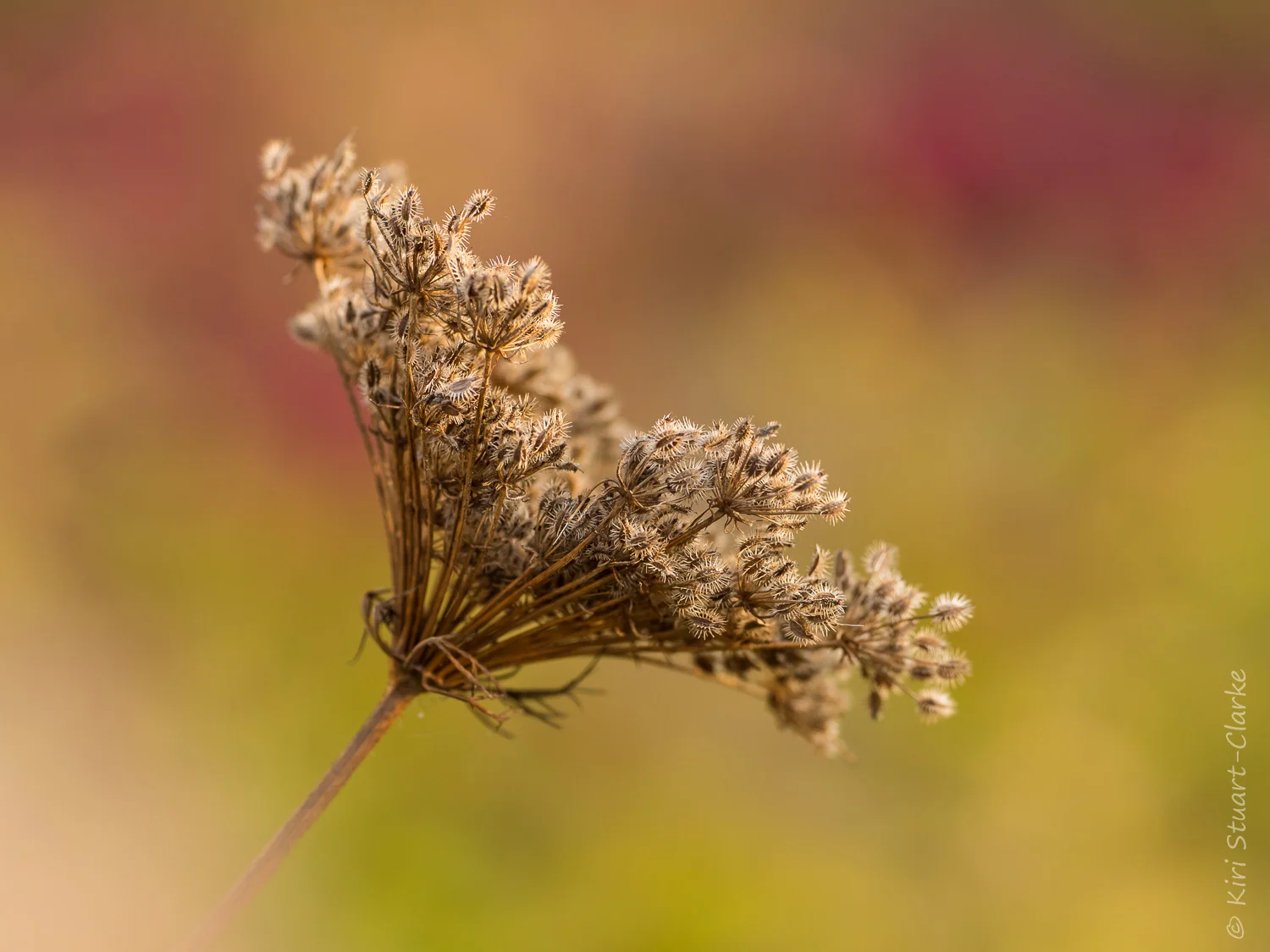 Wild carrot seedhead in autumn light