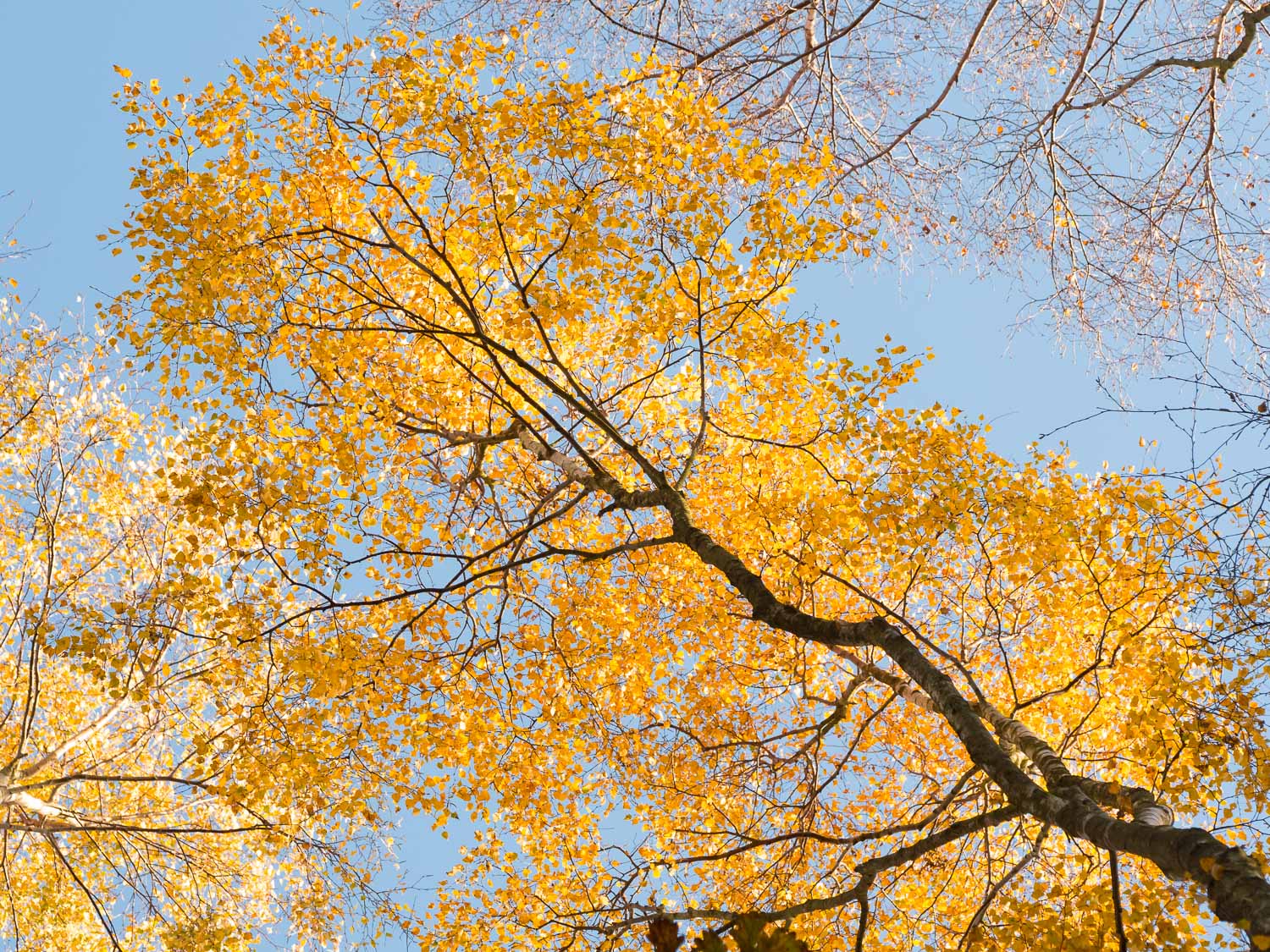 A beautiful mature silver birch tree cloaked in sunlit golden leaves