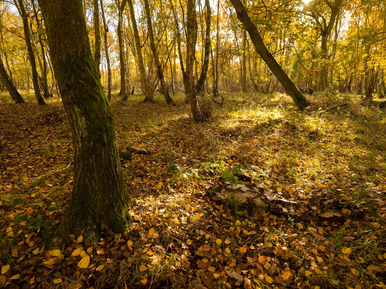 Golden light shining through the autumn canopy onto fallen leaves