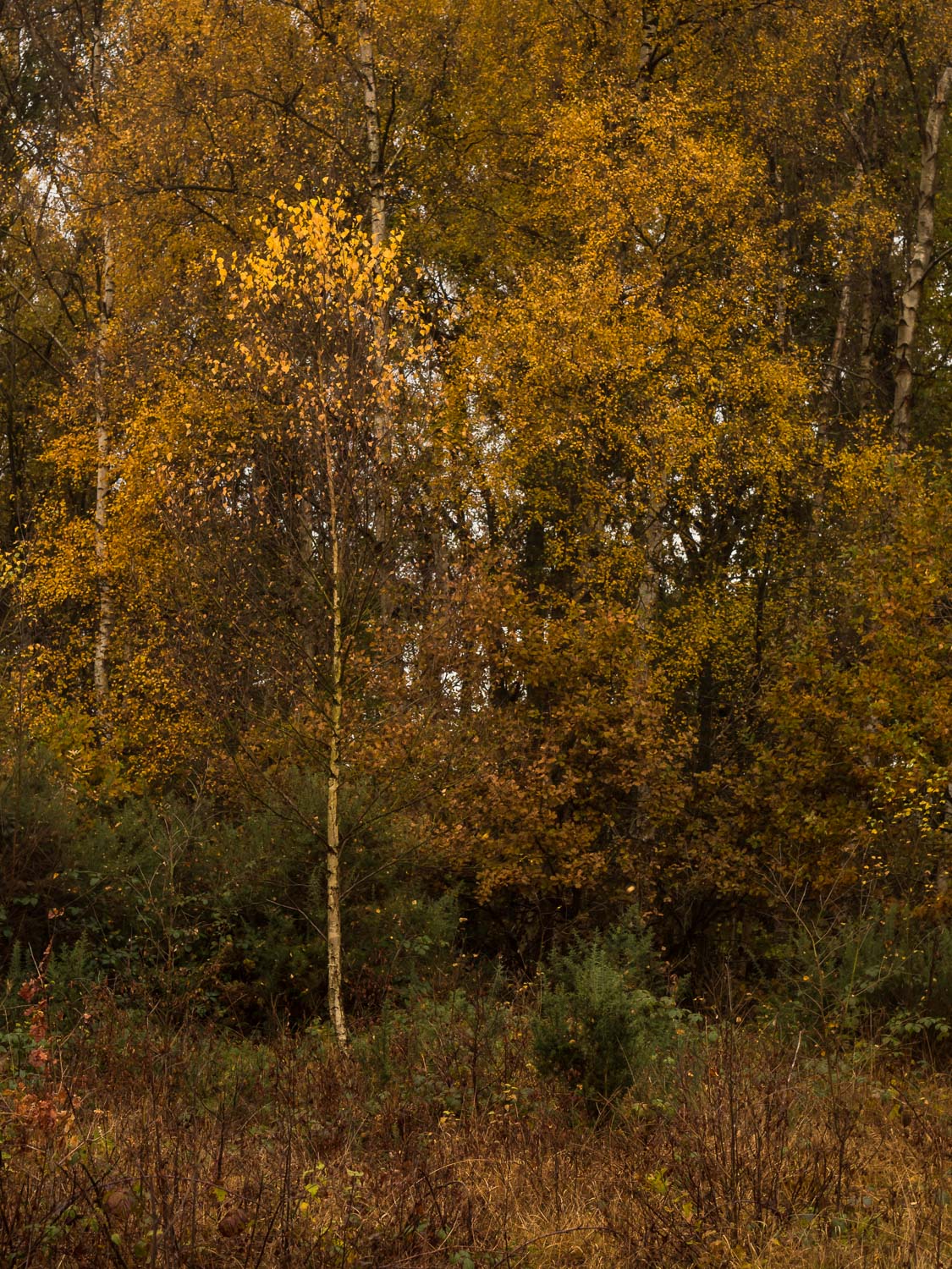 A storm-swept silver birch sapling looses its leaves under leaden skies