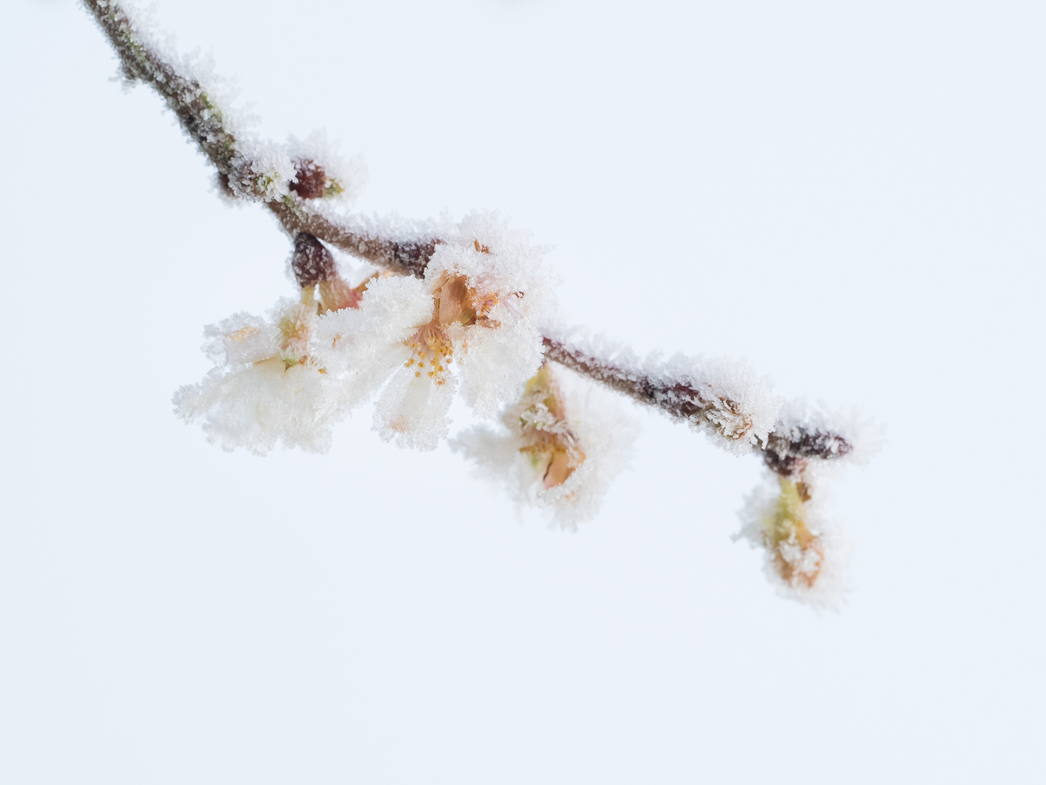 Winter cherry blossom in hoar frost